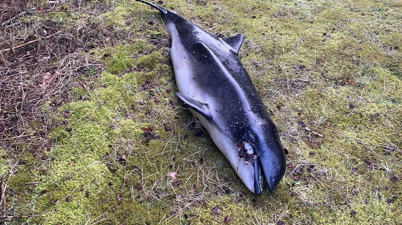 Det var dette syn, der mødte Henriette under en tur i skoven mellem Ikast og Brande. nbsp;
