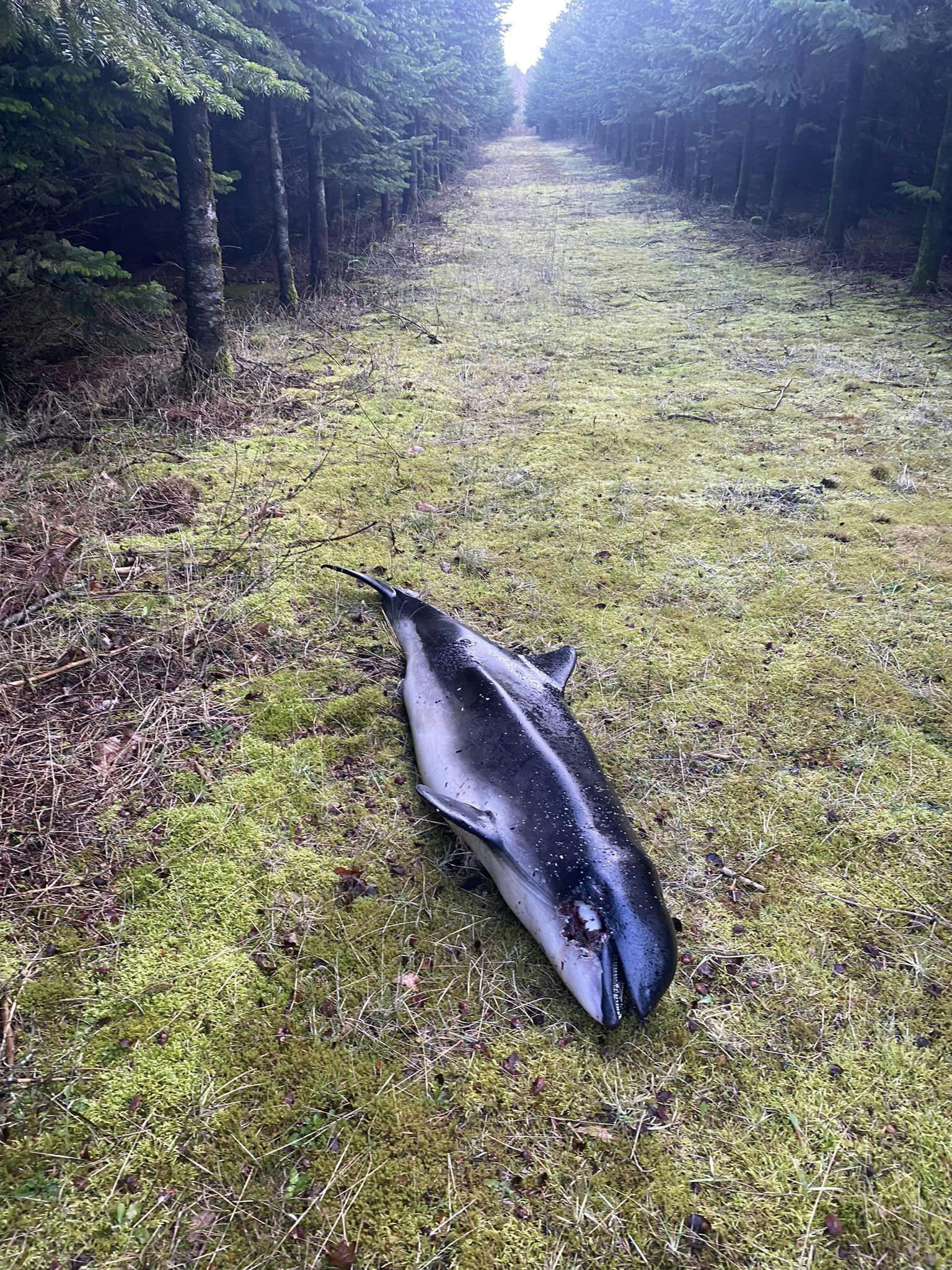 Henriette tror, at marsvinet er blevet efterladt af nogen, der fandt dyret på stranden. 