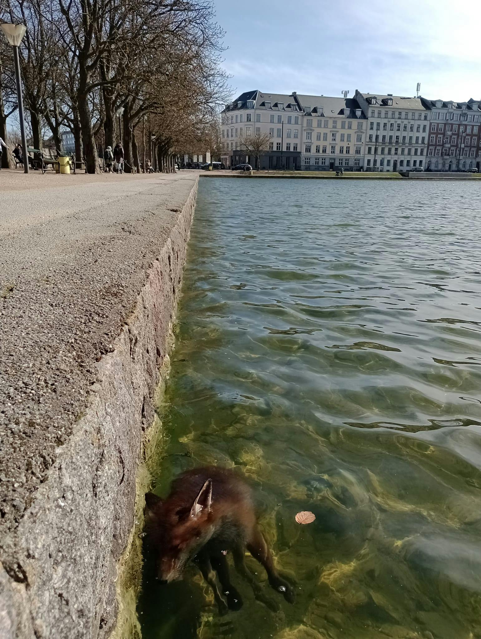 En ræv er på tragisk vis druknet i Søerne i København - formentlig fordi den ikke kunne komme op af vandet, fordi der er ingen trappe eller lignende er.
