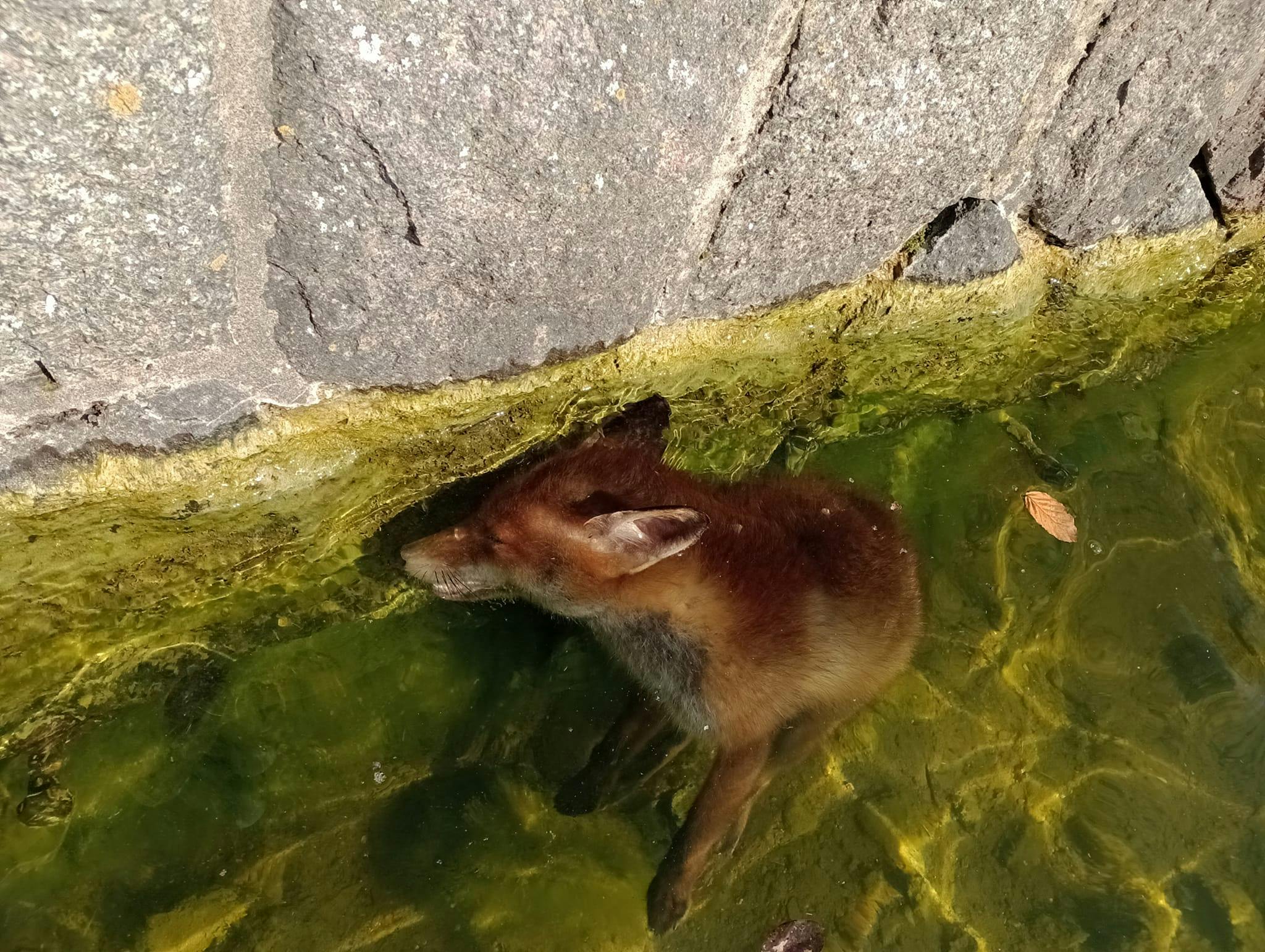 En ræv er på tragisk vis druknet i Søerne i København - formentlig fordi den ikke kunne komme op af vandet, fordi der er ingen trappe eller lignende er.
