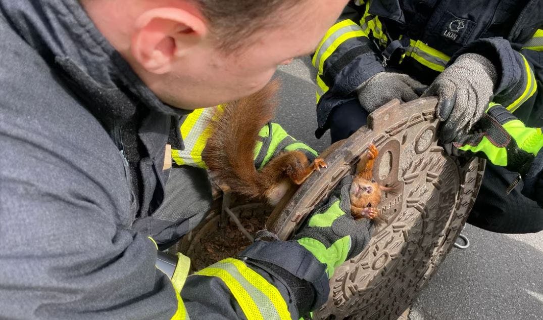 Et egern fik en kvinde til at stoppe op og kontakte hjælp.&nbsp;