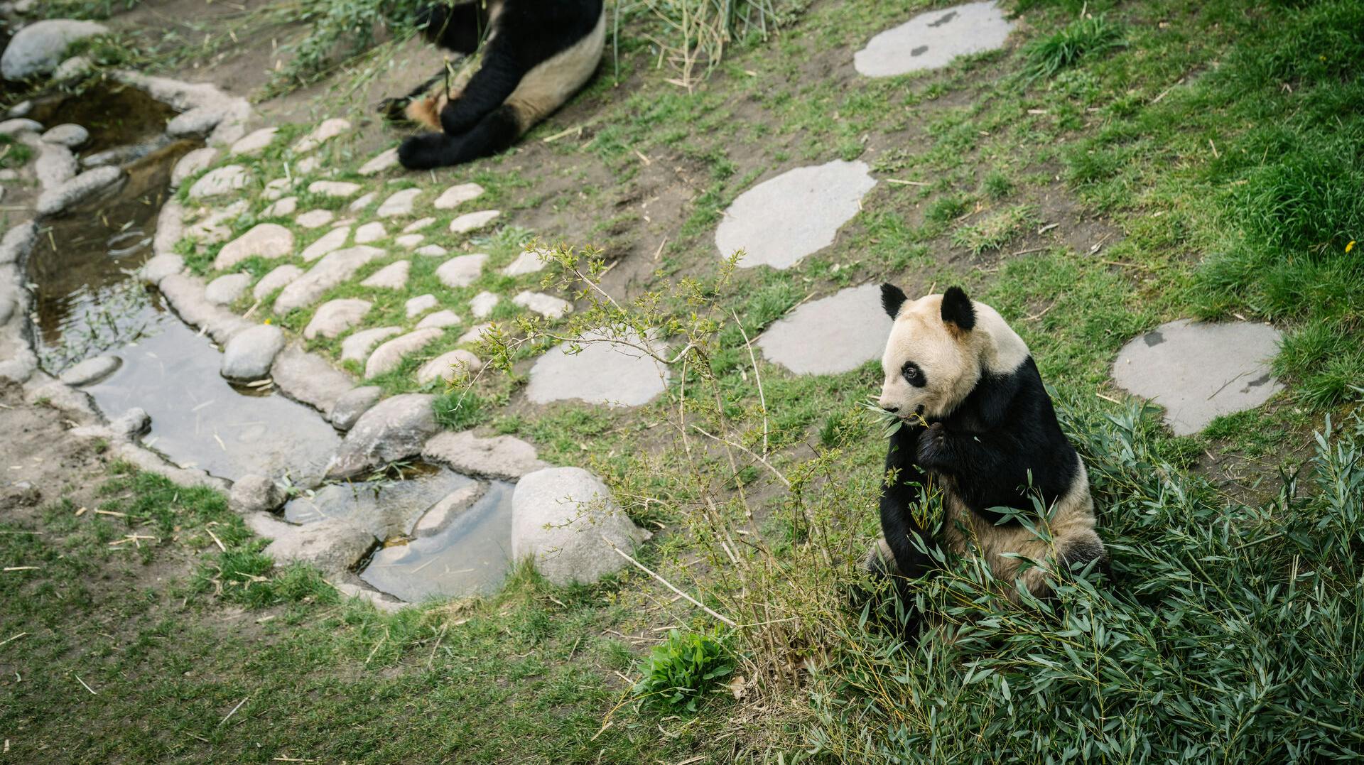 Pandere er snart klar til parring