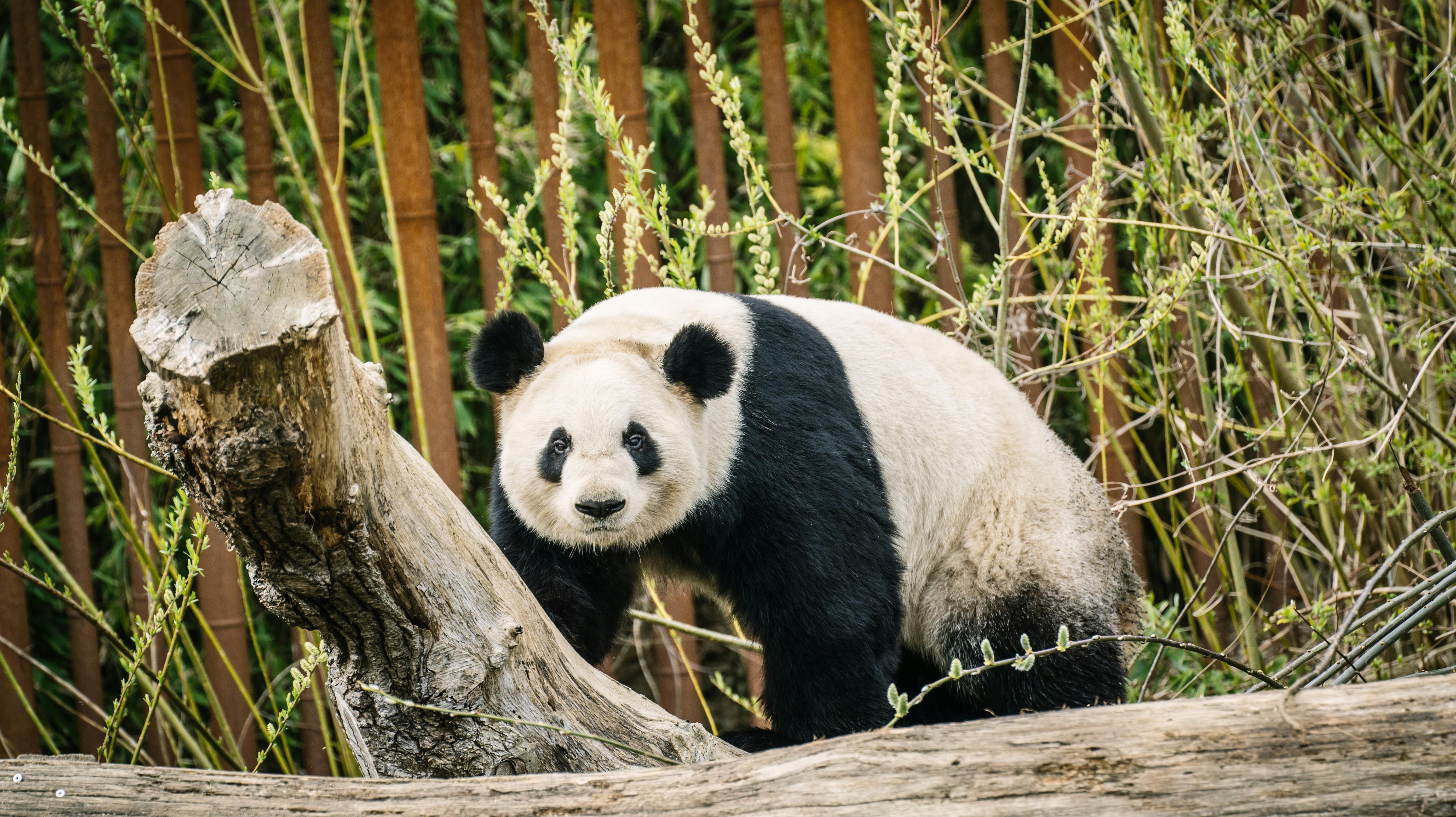 Parringsforløbet er - igen - overstået uden tegn på panadaunger.