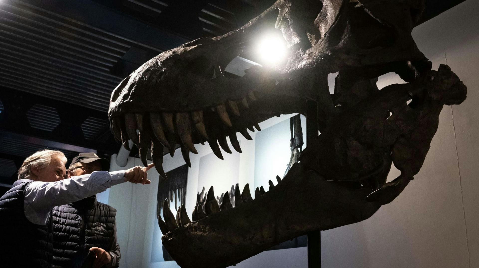 Dinosaur solgt for vildt beløb