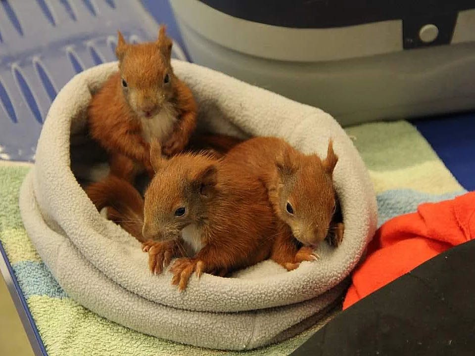 Små egernunger falder i disse uger ud af deres rede – eller mister deres mor – og derfor er der brug for frivillige egernplejere. Er det dig?