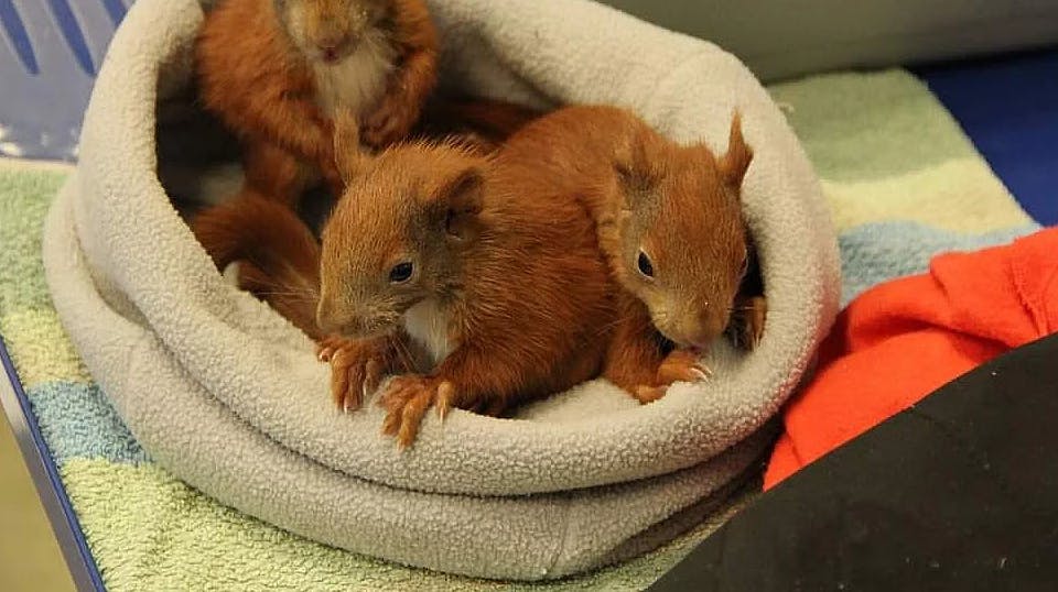 Små egernunger falder i disse uger ud af deres rede – eller mister deres mor – og derfor er der brug for frivillige egernplejere. Er det dig?