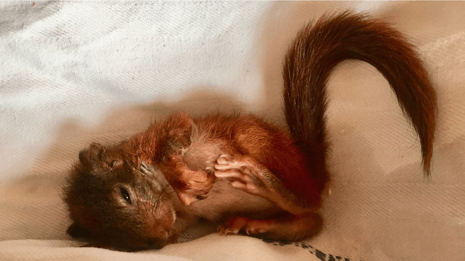 Man skal gøre sig klart, at det er et krævende job at passe nødstedte egernunger. 