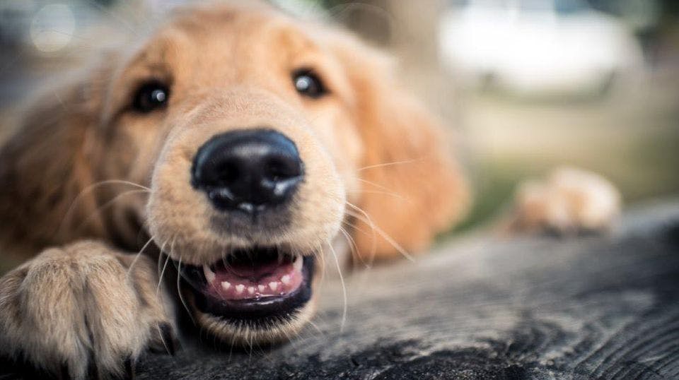 Under halvdelen af hundeejere vælger deres hund på baggrund af racens sundhed. Det kan blive en dyr omgang, især hvis man ikke har købt en sygeforsikring til sin hund.