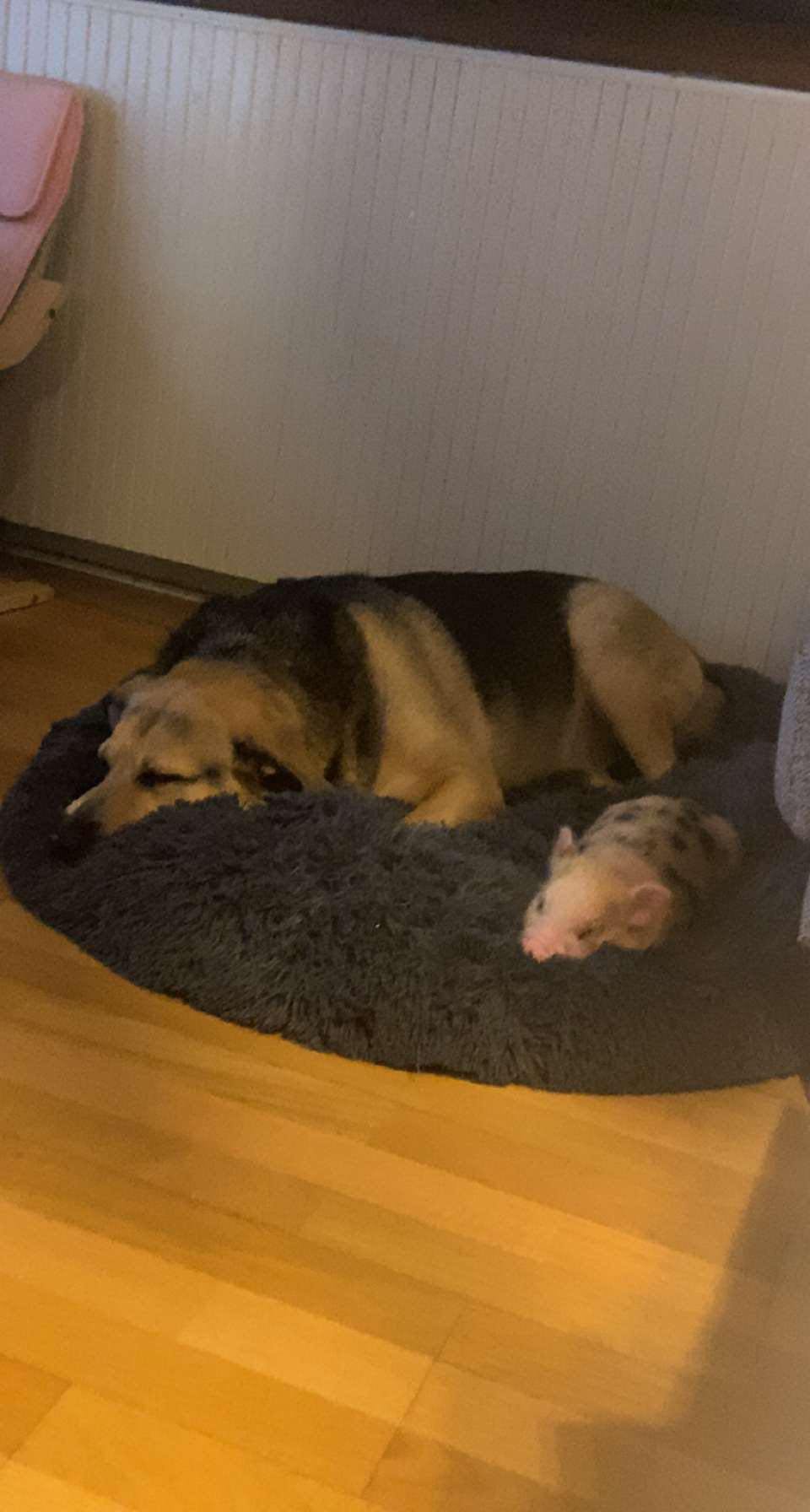 Øffe og Zenta hviler ud oven på en dag fyldt med leg og ballade. 