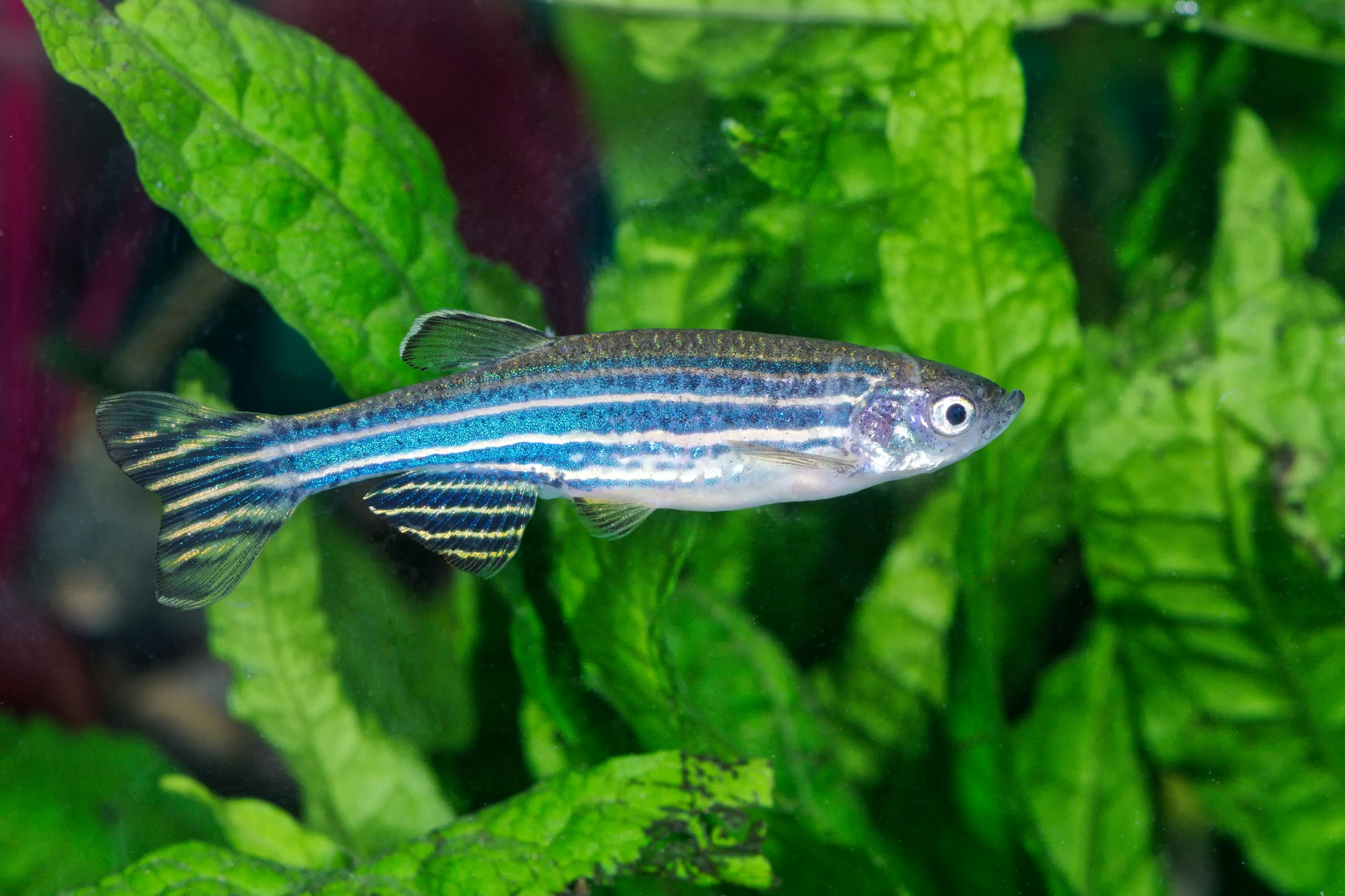 Studiet undersøgte også effekten af stoffet akrylamid på zebrafisk i akvarie 