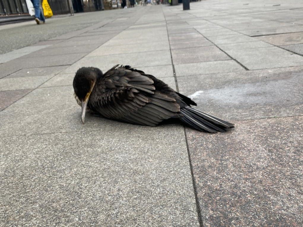 Sådan er flere fugle i det centrale Aalborg blevet fundet siden februar - nu mistænker man, at en såkaldt&nbsp;faunakriminalitet ligger bag&nbsp;