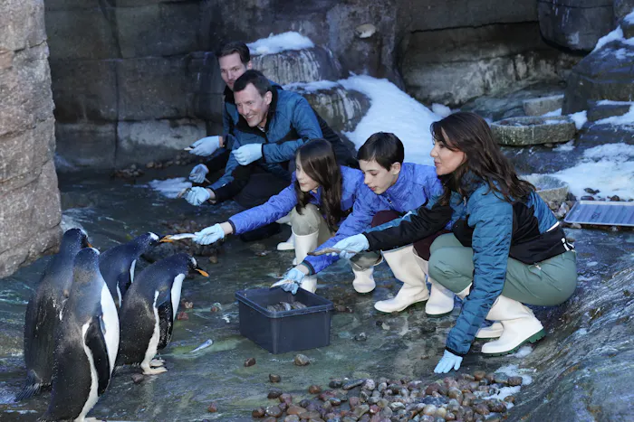 søster strå officiel Herlige billeder: Her fodrer Marie, Joachim, Henrik og Athena pingviner |  SE og HØR