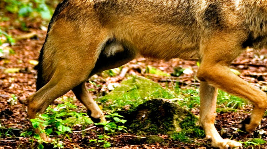 Flere borgere mente fredag, at de havde set en ulv. Der var dog tale om hunden Max. Her er der dog tale om en rigtig ulv. 