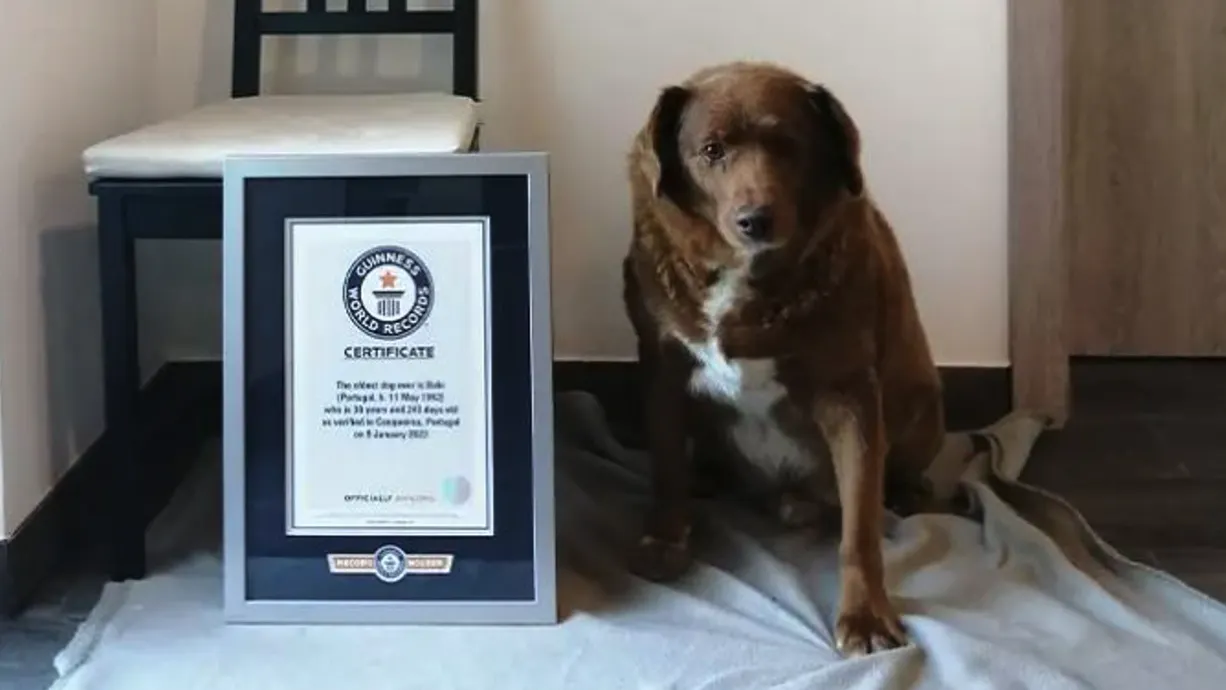 Hør efter overholdelse Sag Tillykke! Verdens ældste hund er lige fyldt 31 år! | SE og HØR
