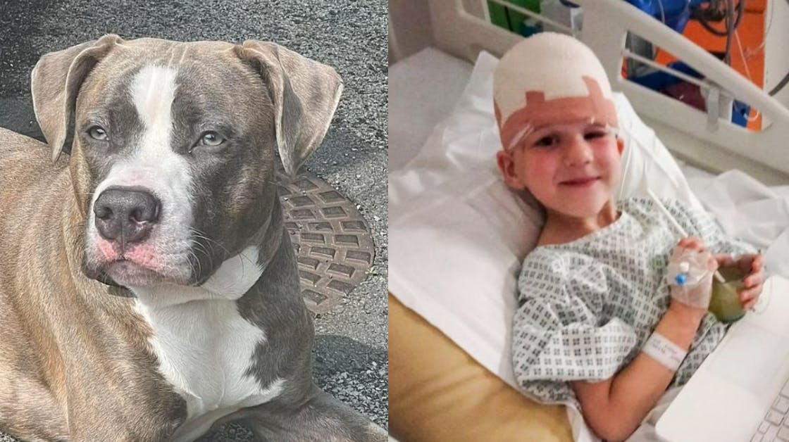 Vick, 6, er ved godt humør igen efter overfaldet. Hunden blev aflivet umiddelbart efter, den bed sig fast i drengens hoved.