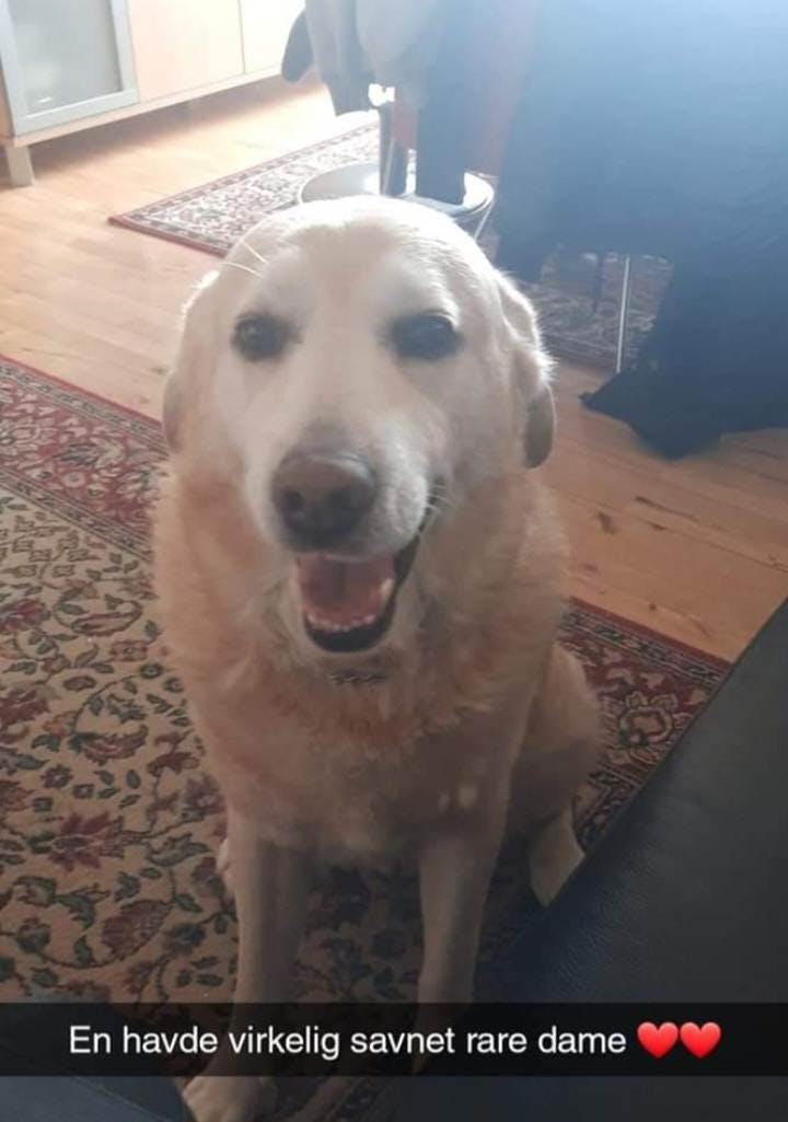 Hvem kan dog finde på at gøre så sød en hund fortræd?