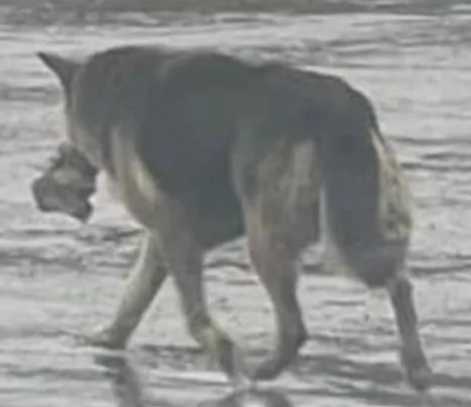 I flere måneder gik denne schæfer alene rundt i byen, efter dens ejer døde. Eneste selskab var dens tøjdyr, som hunden altid bar i munden.&nbsp;
