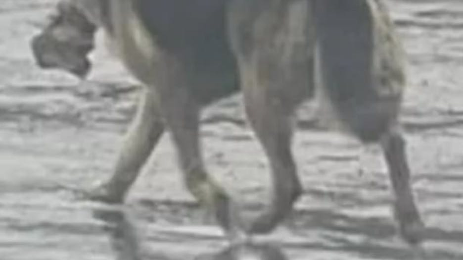 I flere måneder gik denne schæfer alene rundt i byen, efter dens ejer døde. Eneste selskab var dens tøjdyr, som hunden altid bar i munden. nbsp;