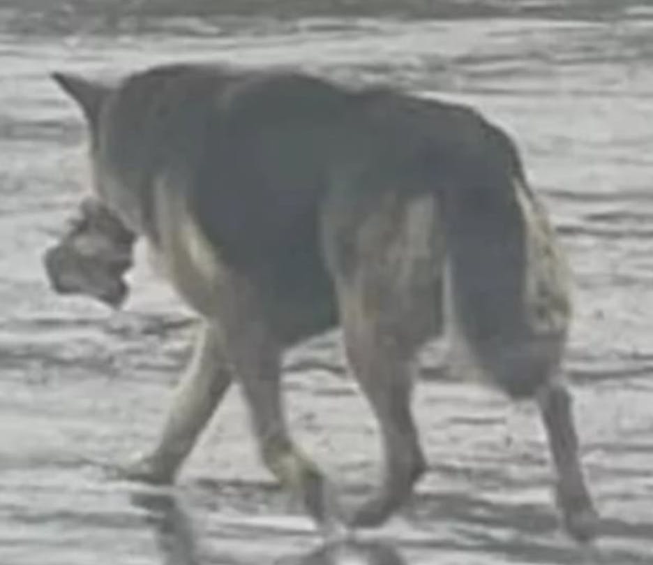 I flere måneder gik denne schæfer alene rundt i byen, efter dens ejer døde. Eneste selskab var dens tøjdyr, som hunden altid bar i munden. 