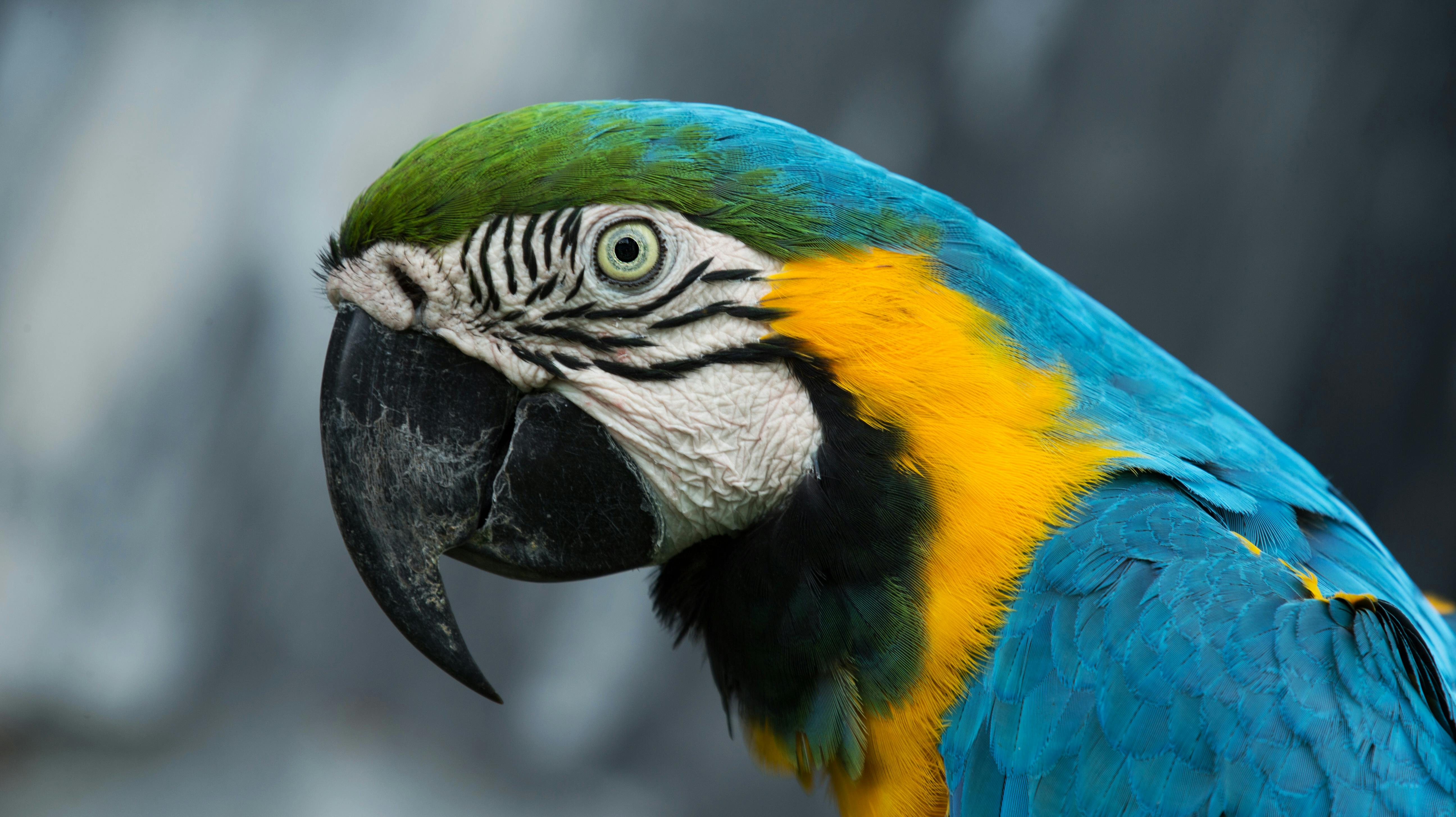 Den ene af de fire ara-papegøjer, der fløj væk i fredags, er nu fundet