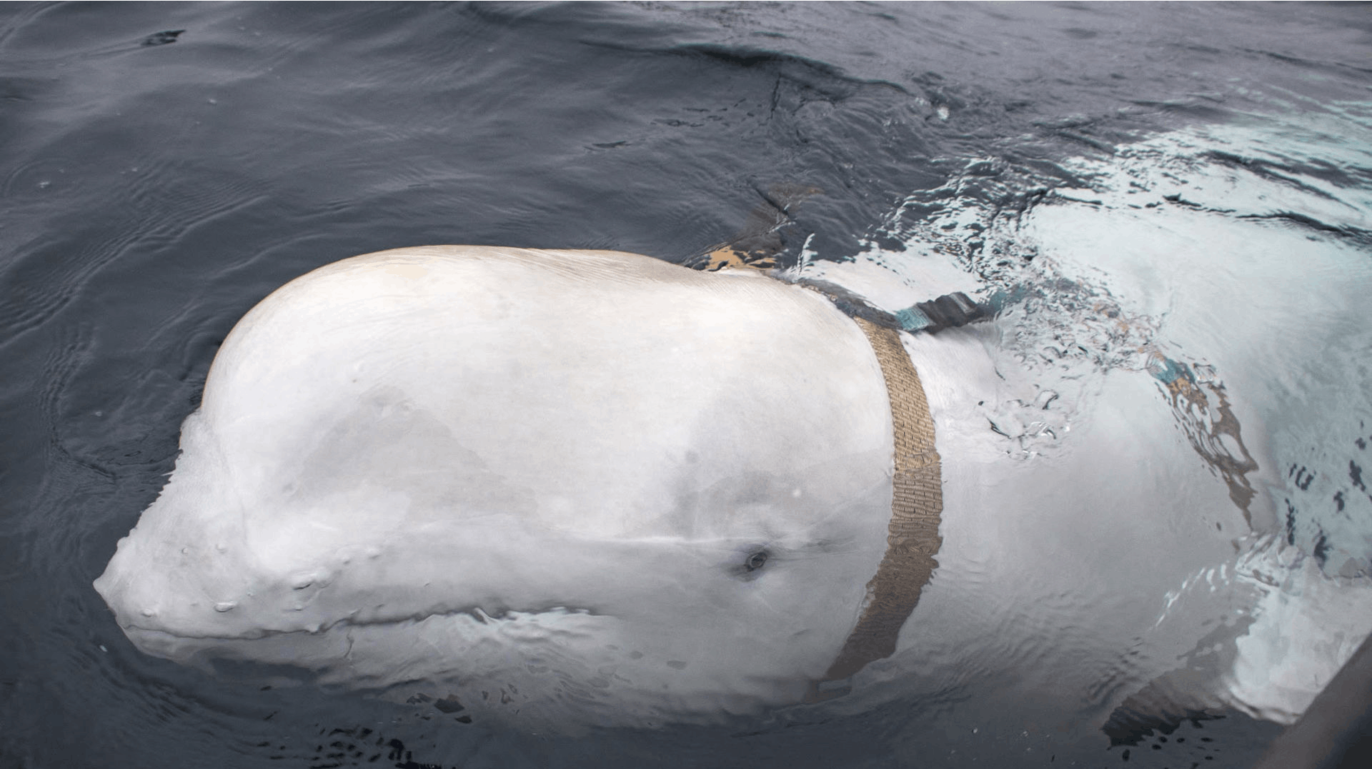 Belugahvalen Hvaldimir er blevet spottet i Sverige ikke langt fra Skagen.