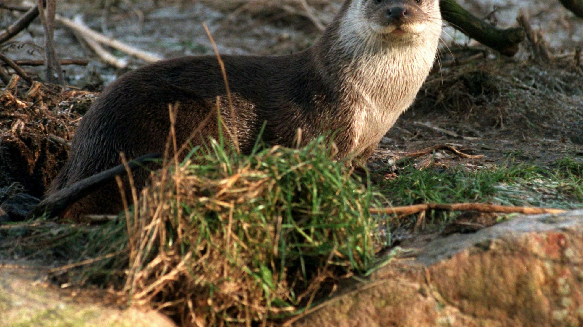 Flere er stødt på en tam og lidt for nærgående odder den seneste tid (Arkivfoto). 