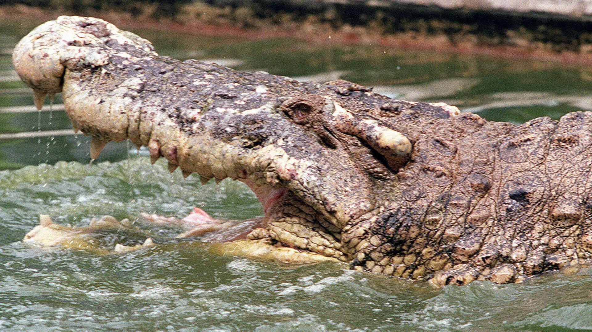 En australsk mand overlevede for nyligt et krokodille-angreb, selvom han befandt sig i gabet på det vilde dyr. OBS: Arkivfoto.