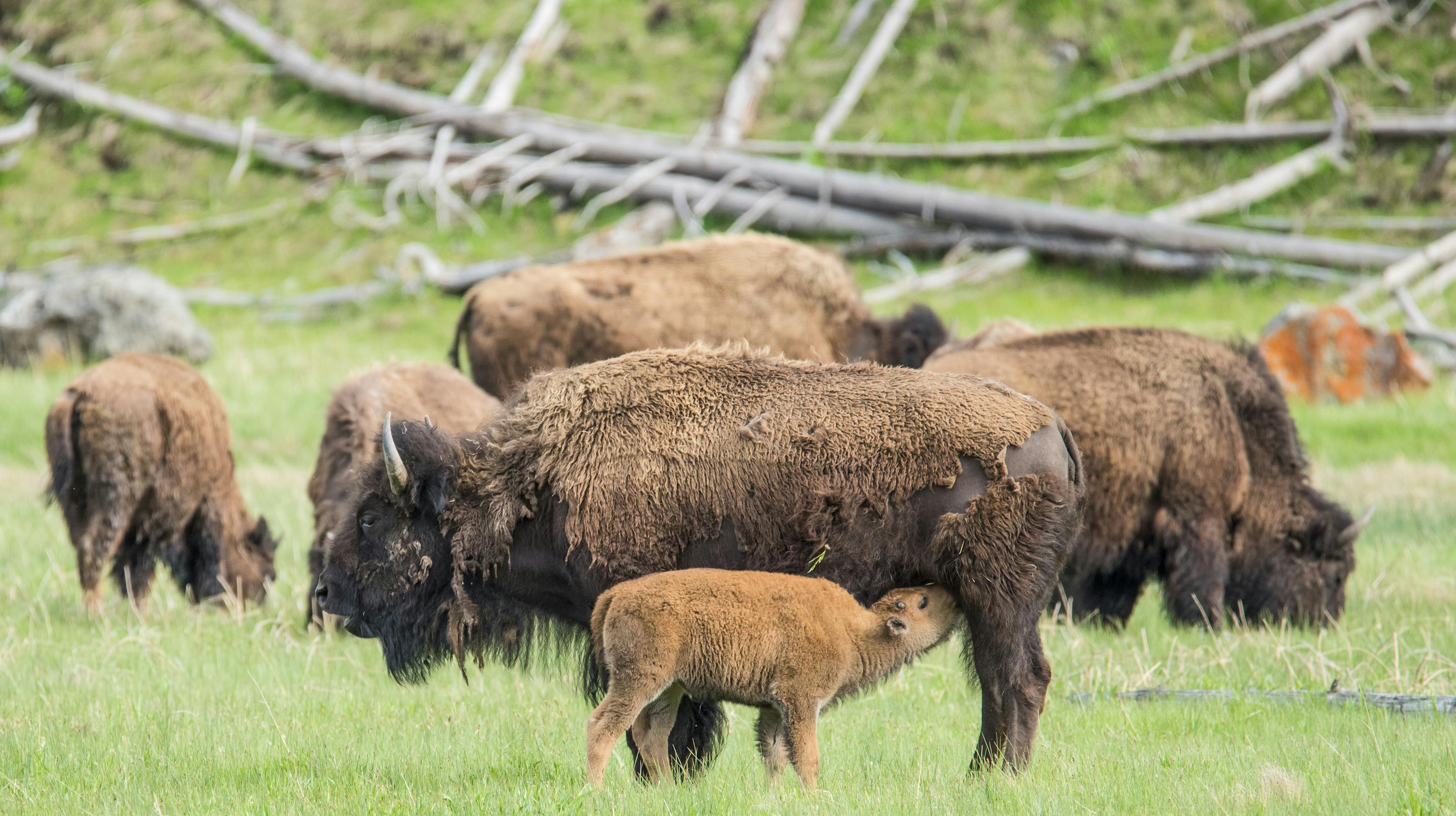 En lille bisonkalv måtte aflives, fordi en mand havde rørt den, så den blev afvist af sin flok.