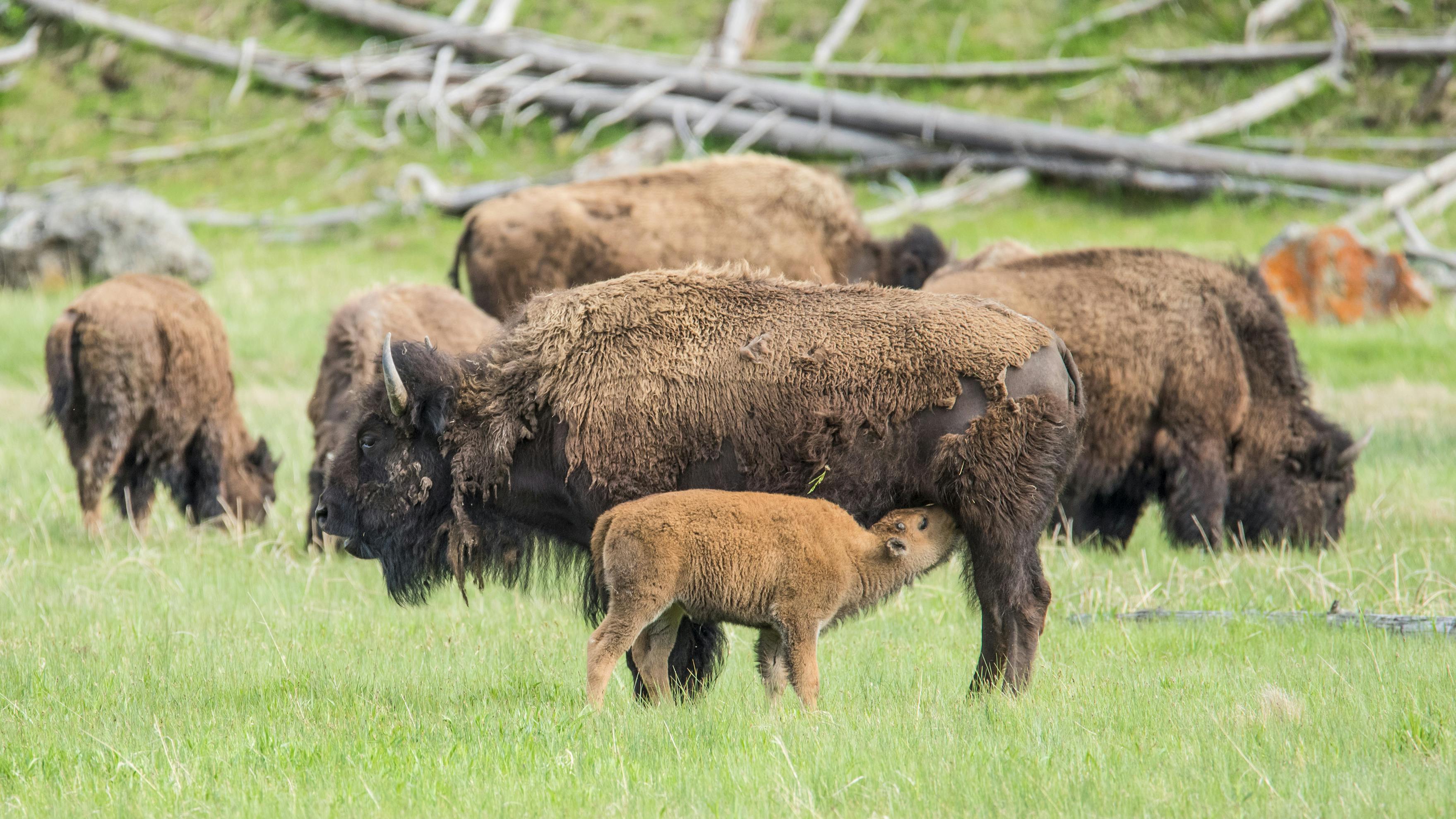 En lille bisonkalv måtte aflives, fordi en mand havde rørt den, så den blev afvist af sin flok.