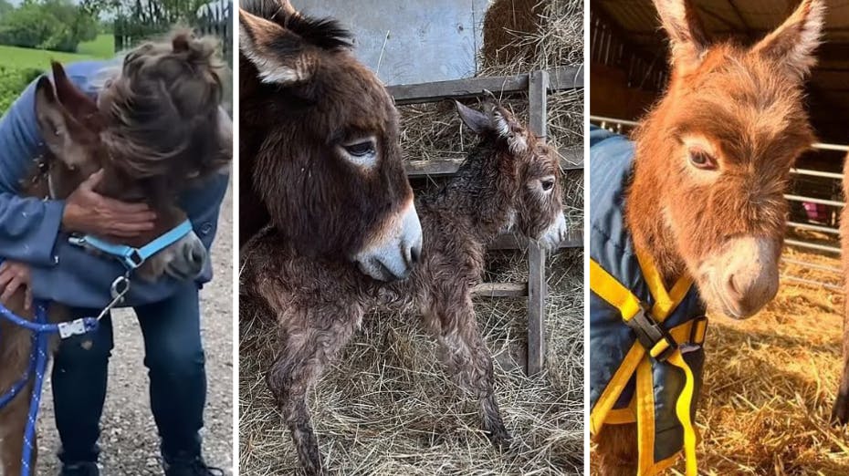 Lille Moon er fundet i live – 14 dage efter det lille føl forsvandt.