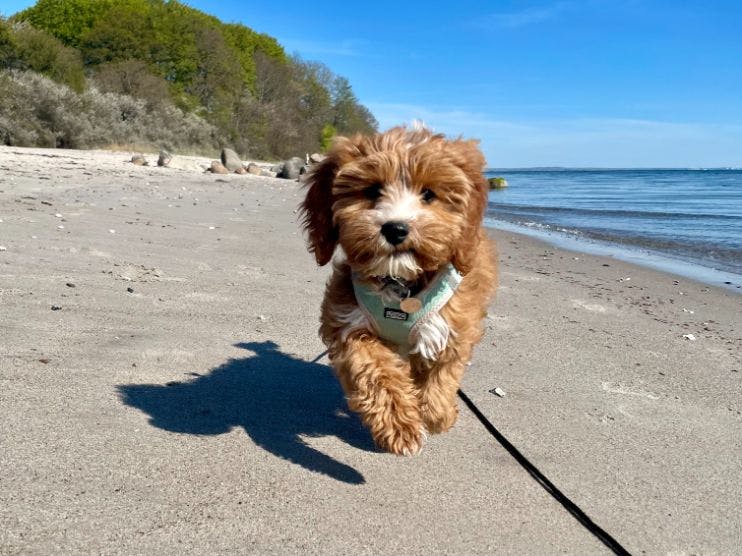 Cavapooen er en blandingshund af en puddel og en cavalier king charles spaniel, og de bliver sjældent særlig store selv som voksne. Her er et billede af et fint lille eksemplar af netop denne race. 