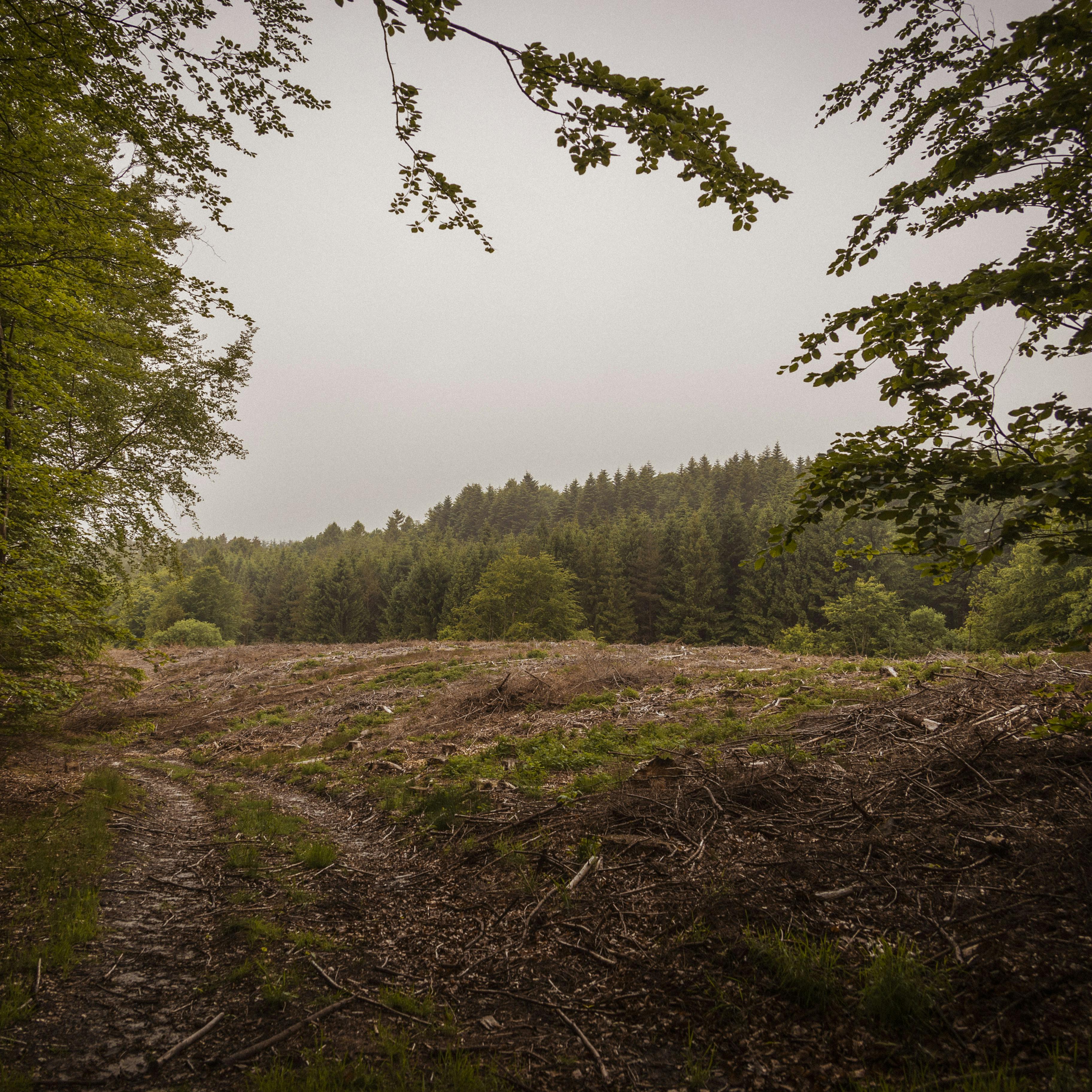 Politiets teori: Her er genringsstederne