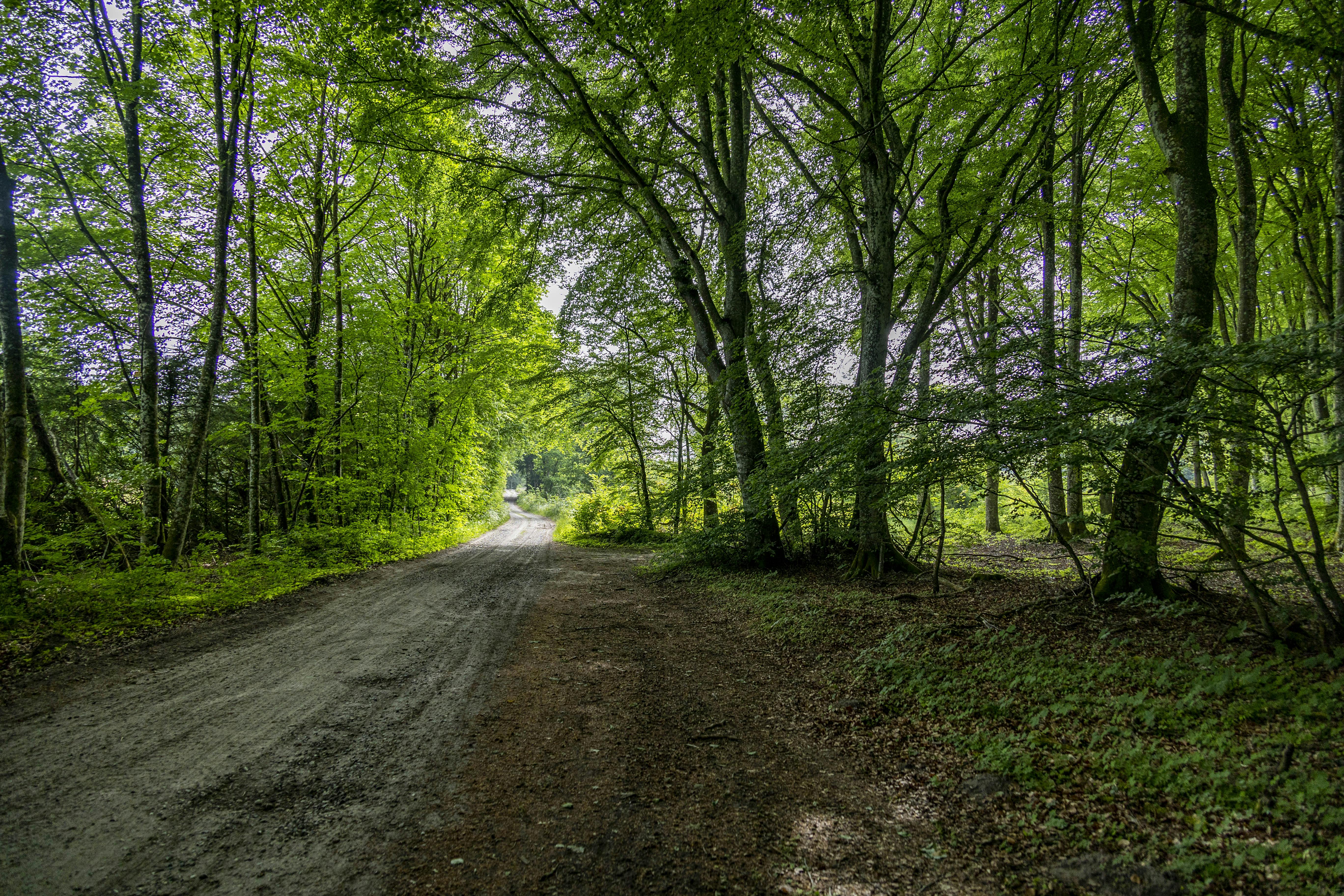 Politiets teori: Her er genringsstederne