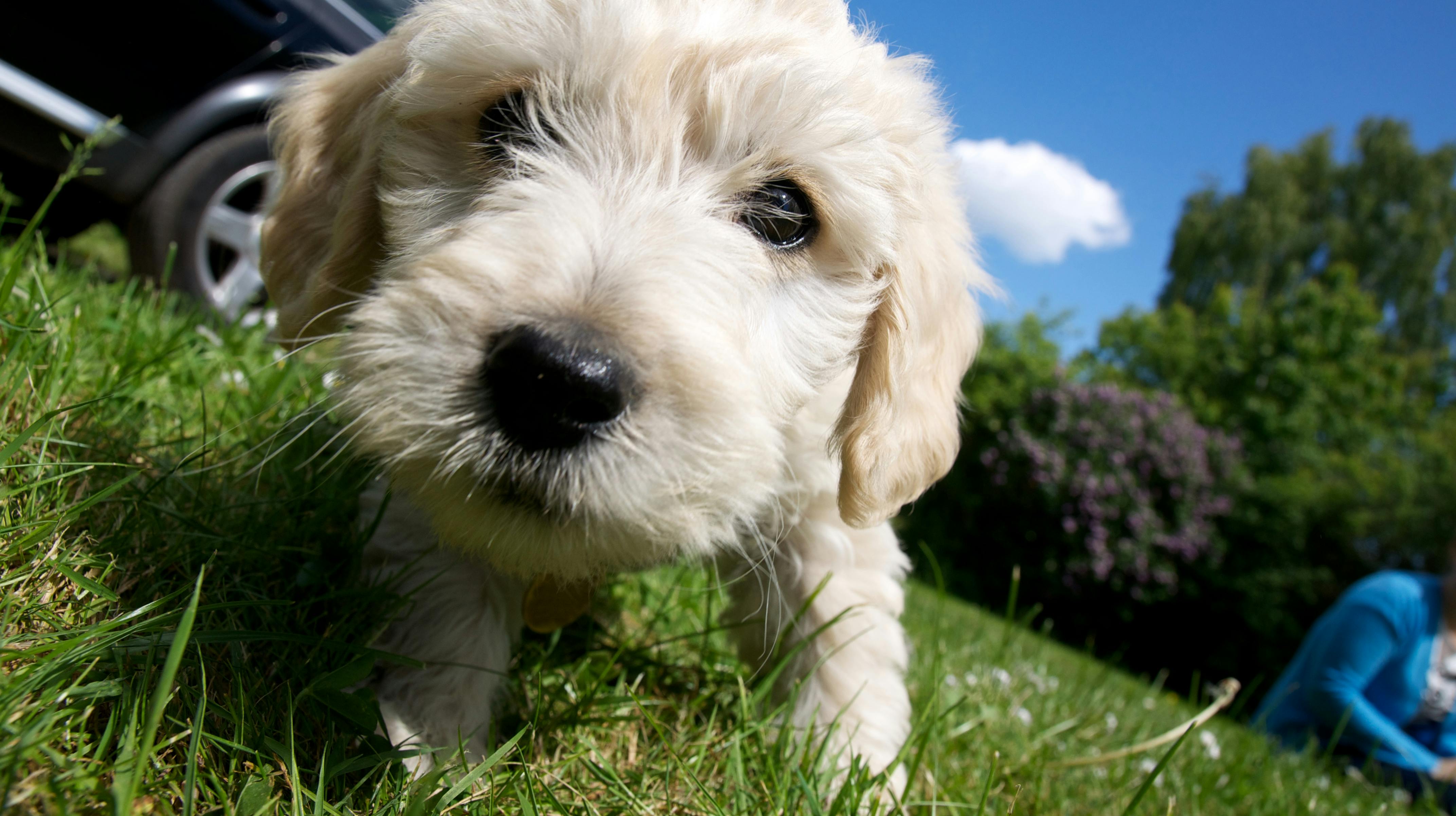 Det er varmt at være firbenet vovse - så der er god grund til at passe på din bedste ven.