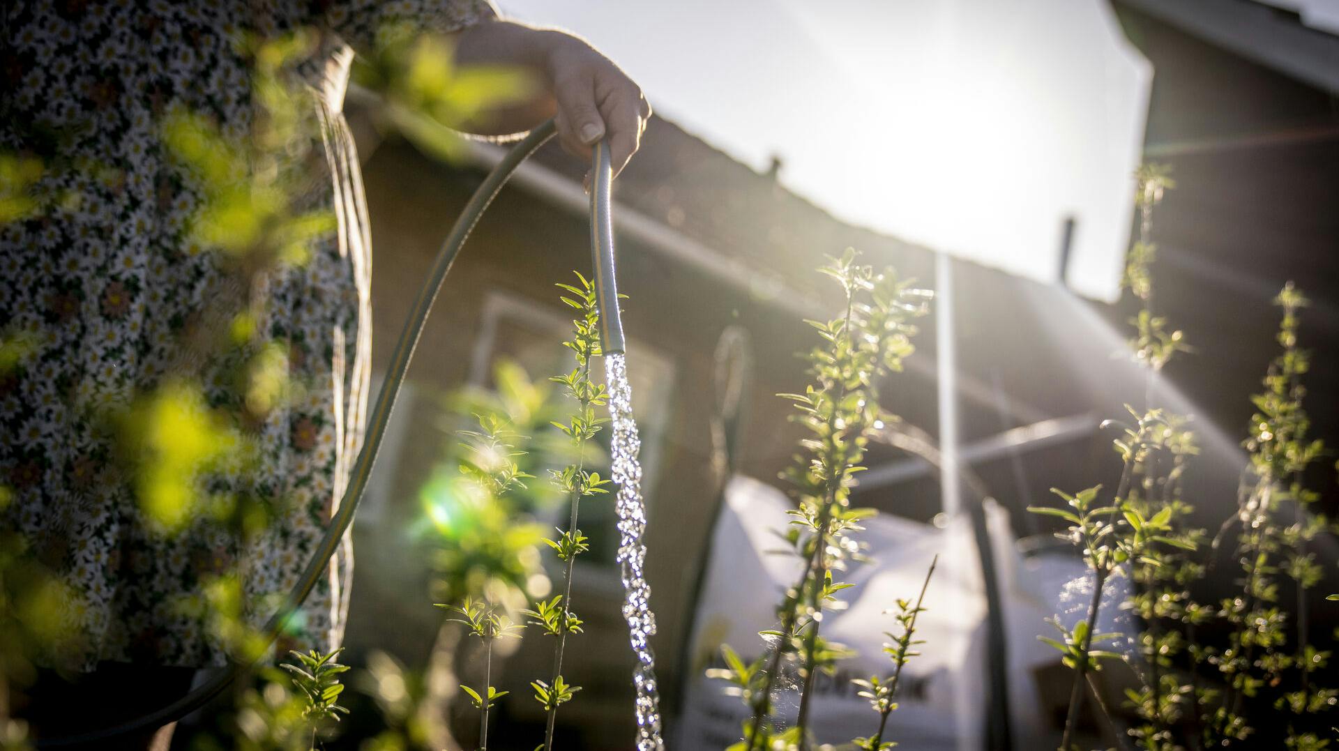 Det er fortsat tørt over hele landet - og der er ikke udsigt til regn.