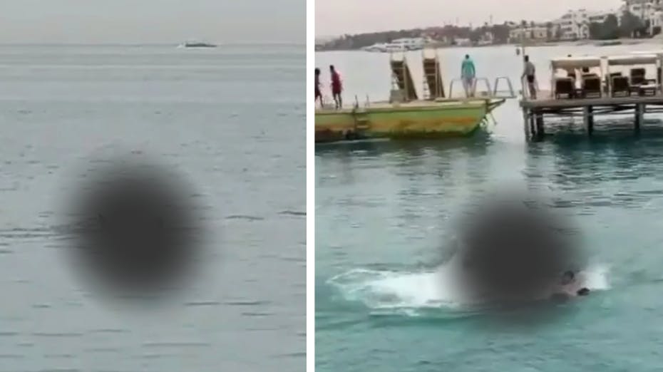 En 23-årig turist er død efter et hajangreb i Egypten.