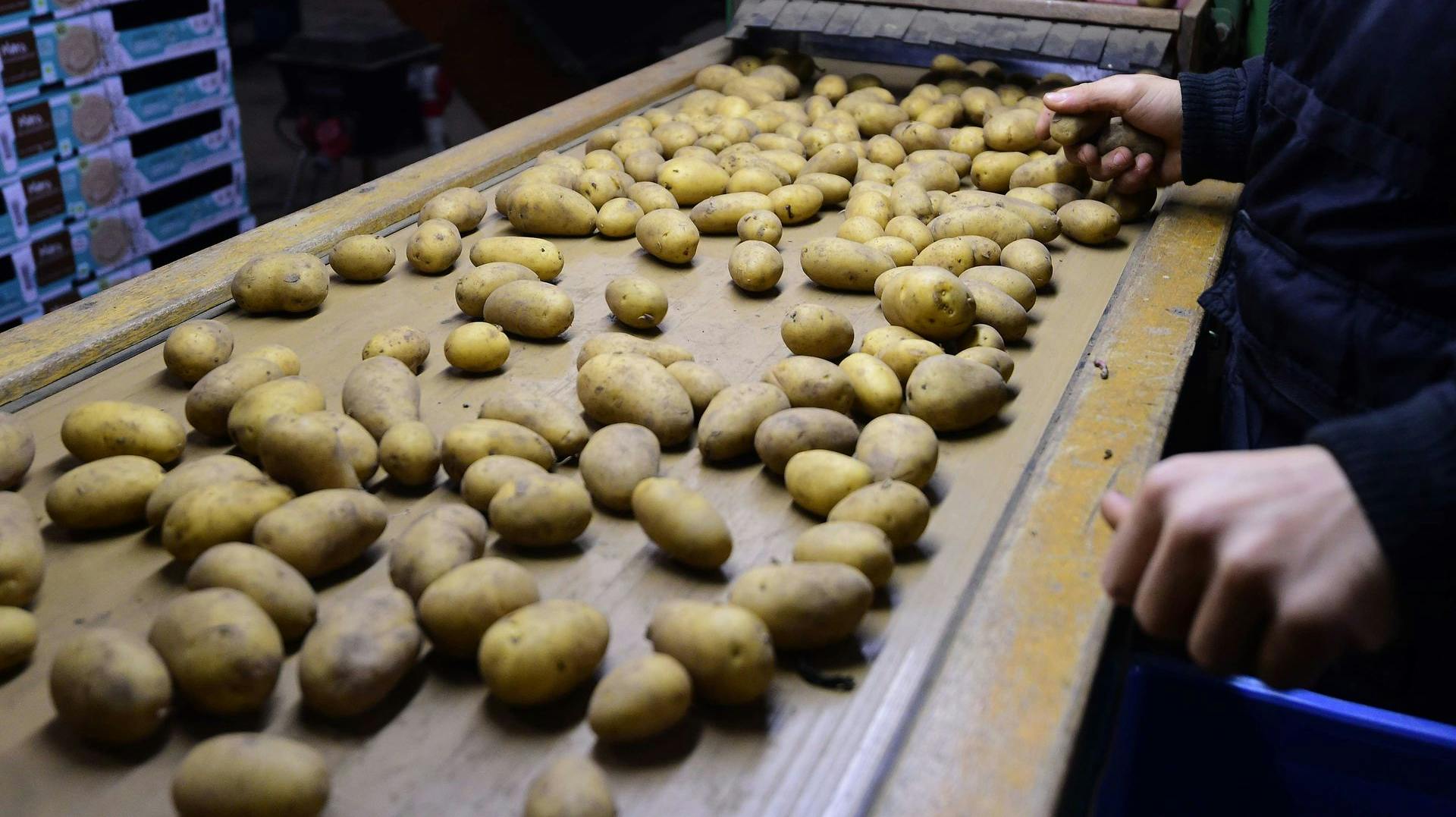 Grøntsager som kartofler, løg og porre risikere at stige i pris, hvis der ikke kommer regn i løbet af de næste uger. Det sige rKlaus Kaiser, erhvervsøkonomisk chef hos landbrugets videnscenter, Seges. (Arkivfoto).