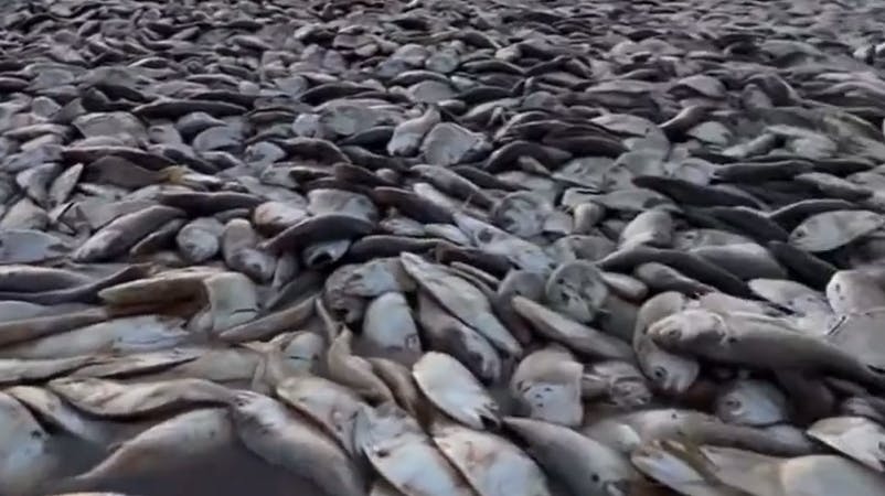 De døde fisk befandt sig ved kyststrækning ved den Mexicanske Golf i staten Texas.