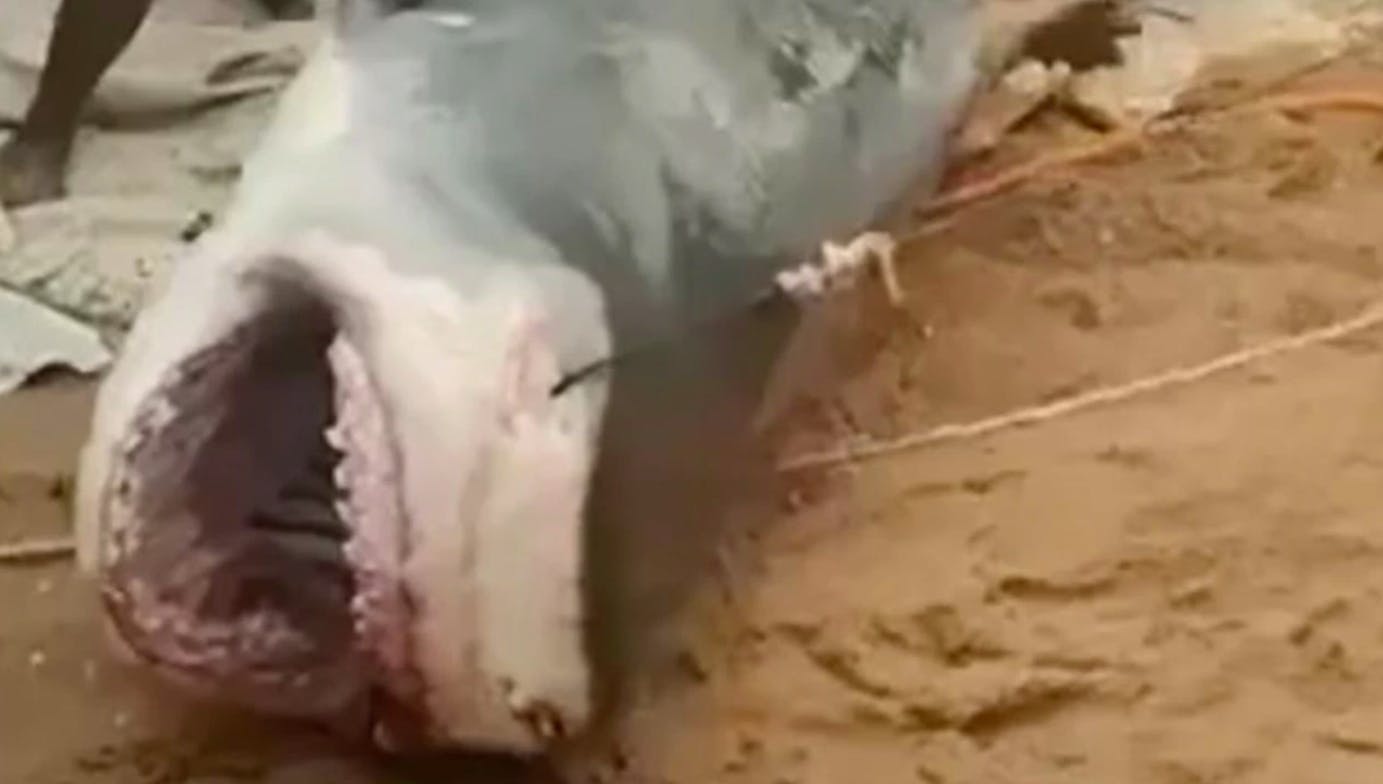 Denne tigerhaj stod bag det brutale angreb, der kostede en 23-årig livet. 