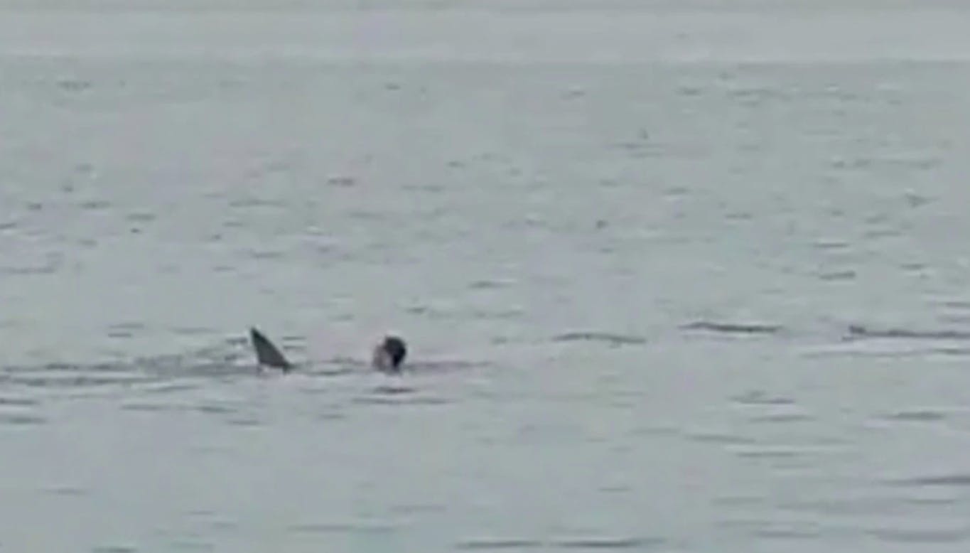 Vidner filmede det brutale hajangreb. 