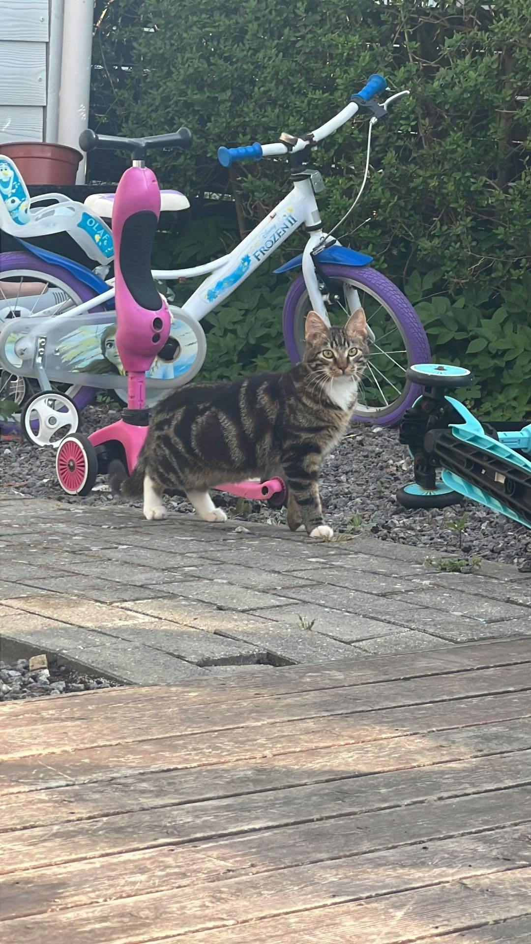 Therese tør ikke længere lade Ziggi være udenfor. Nu vil hun bygge et kattevoliere. 