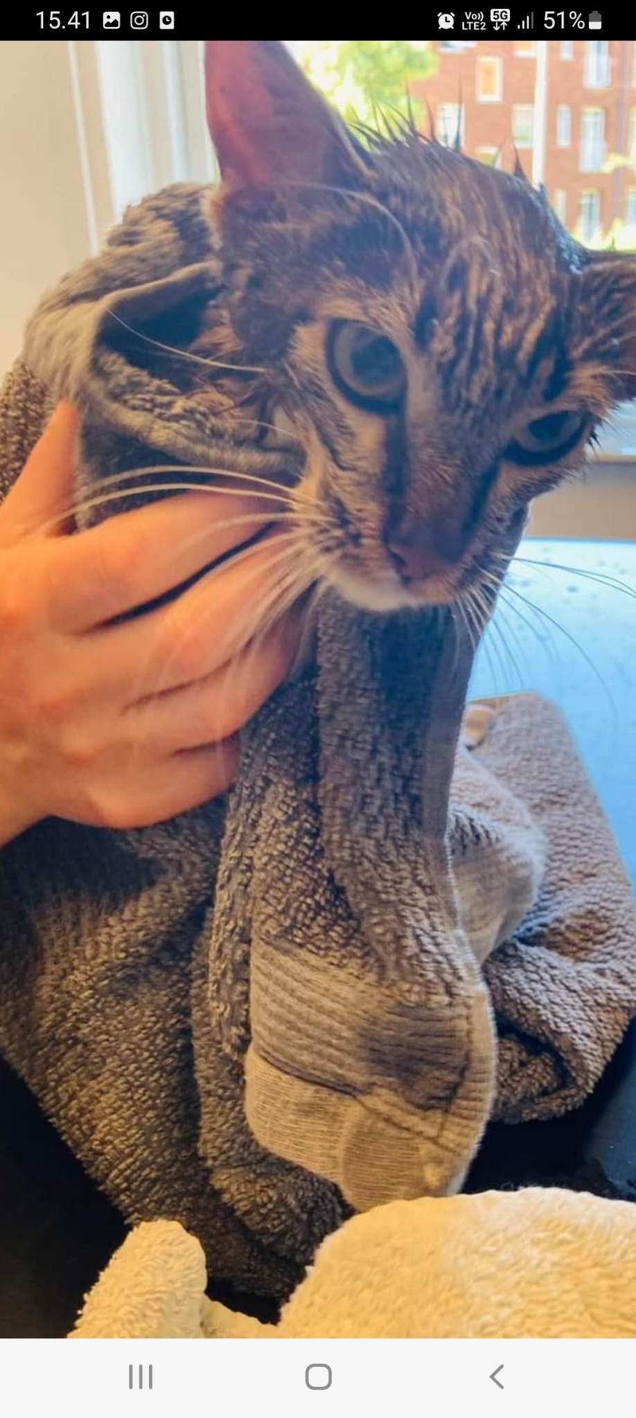 Therese og hendes mand puttede straks Ziggi i bad og så gik turen mod dyrlægen.