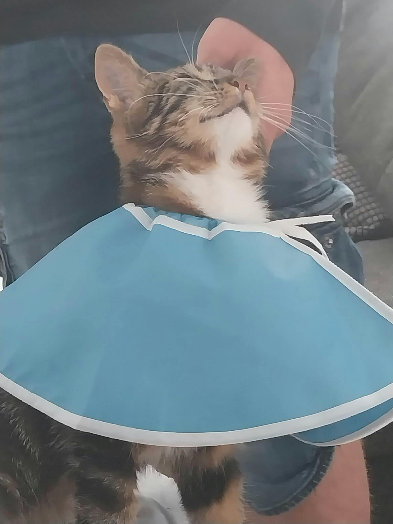 Ziggi var tæt på at dø, efter ukendte gerningsmænd formentlig har overhældt katten med tændvæske. 