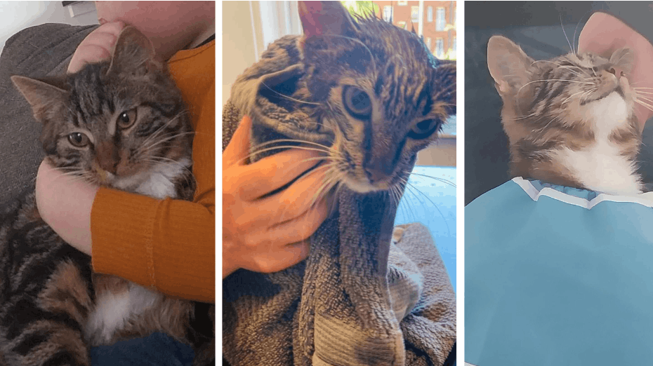 Søndag fandt Therese sin elskede kat med uhyggelige skader - han var formentlig forsøgt antændt. 