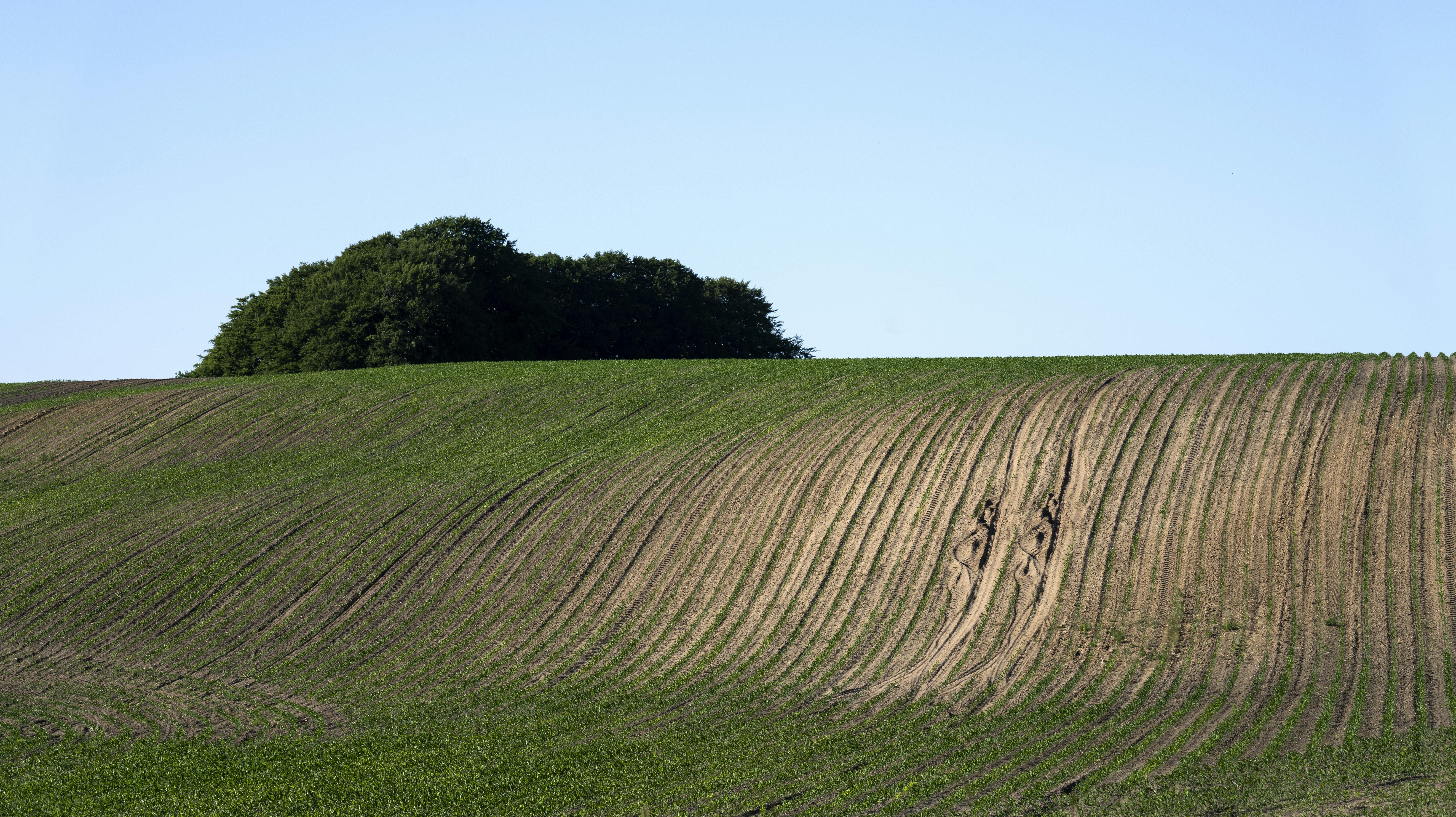 Tørken ses her i Østbirk i Jylland.