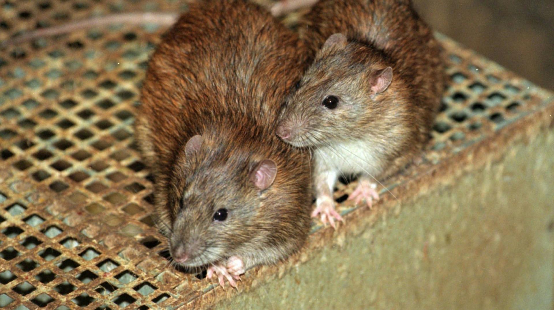 Normalt ville rotterne slukke tørsten i vandløb og lignende, men den ekstreme tørke har tvunget rotterne til at finde alternativer nær boliger. 