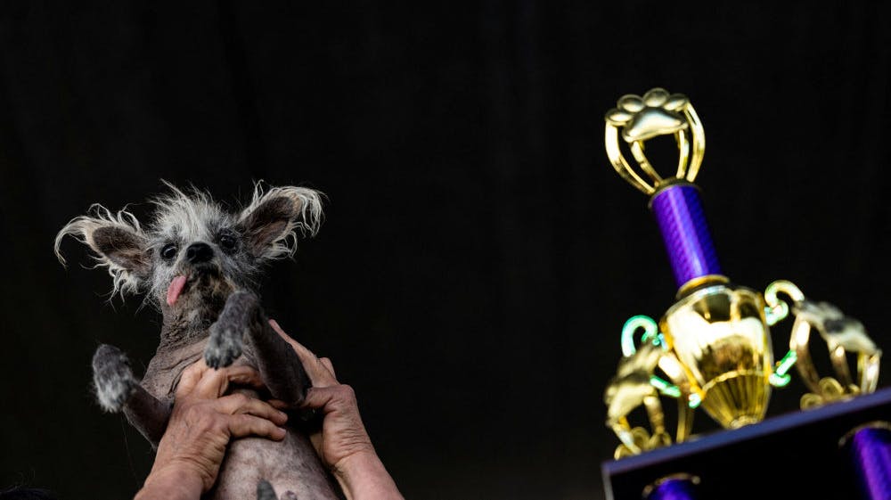 Man kan vel på forhånd konkludere, at Scooter ville havne på sidstepladsen i konkurrencen om at være den mest nuttede hund i verden. 