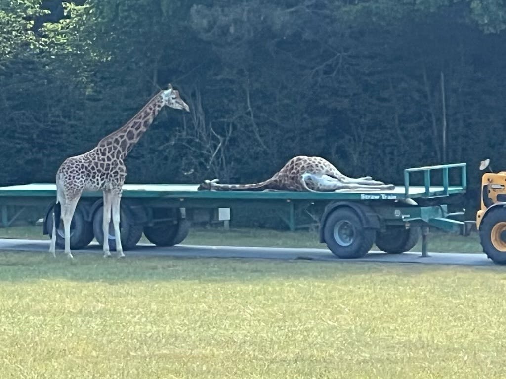 Mandag morgen måtte personalet i Knuthenborg Safaripark tage hånd om en afdød giraf&nbsp;