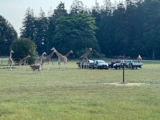 I naturen er giraffer udsatte. Derfor kan det ikke undgås, at flokken bliver påvirket lige efter et pludseligt dødsfald som dette&nbsp;
