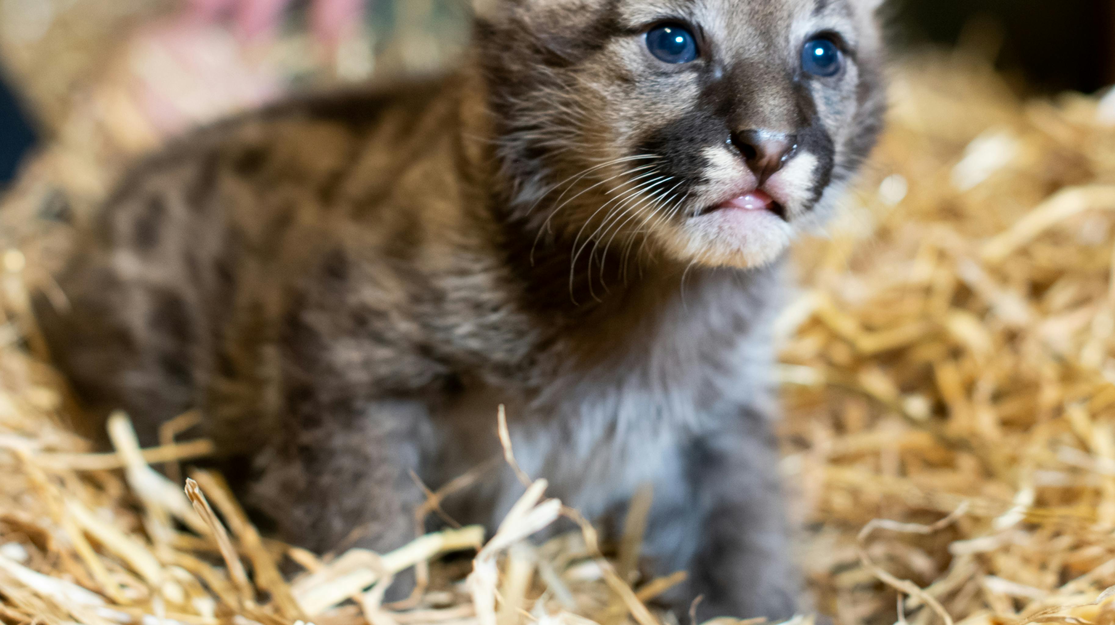 Den lille unge har endnu ikke fået et navn.